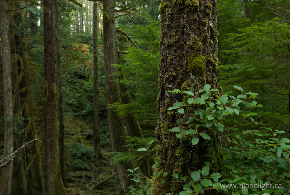 Landscape  photo from  Cortes Island, BC Canada.