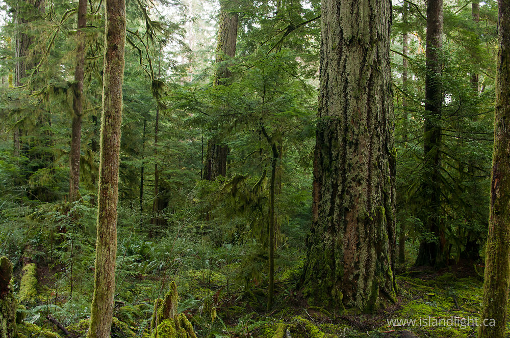 Landscape  photo from  Cortes Island, British Columbia Canada.
