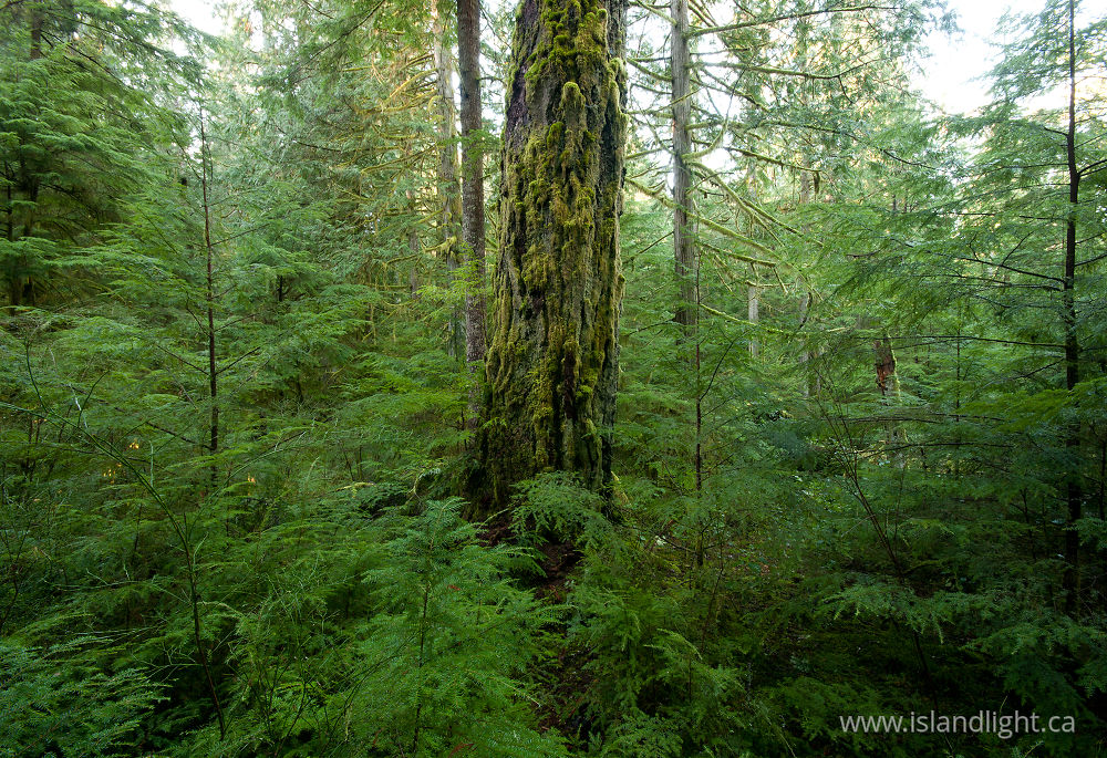 Plant  photo from  Cortes Island, British Columbia Canada.