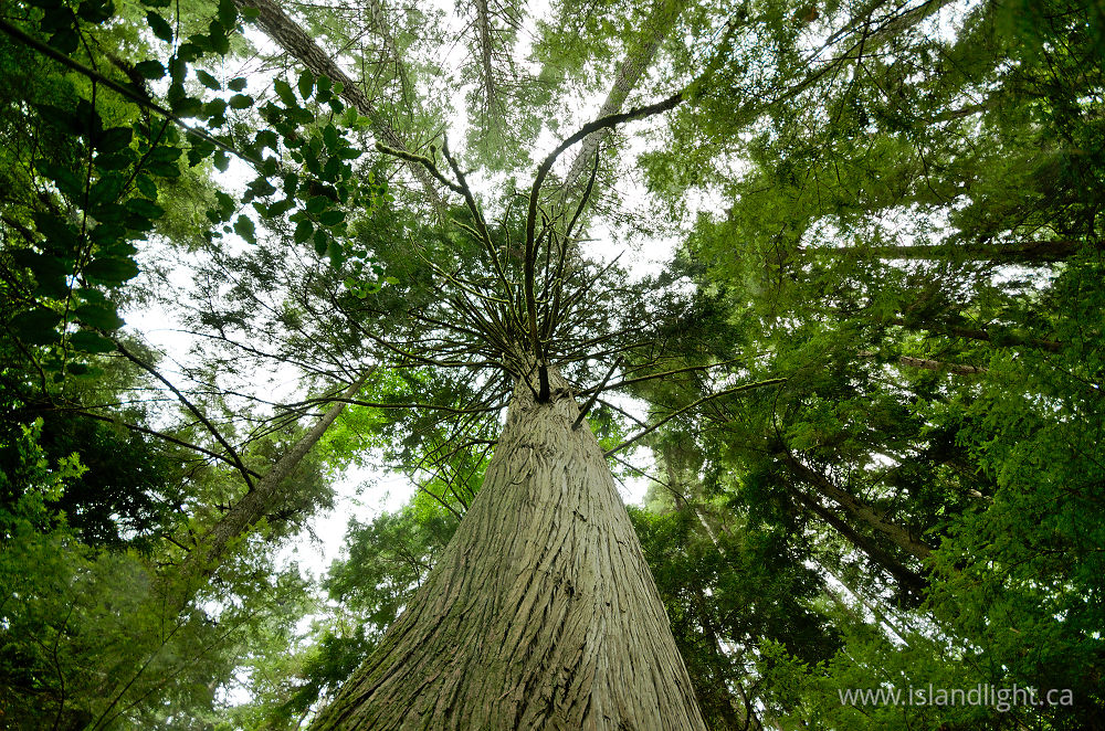 Landscape  photo from  Cortes Island, British Columbia Canada.
