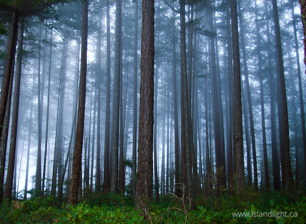 Landscape photo from  Cortes Island, BC Canada.