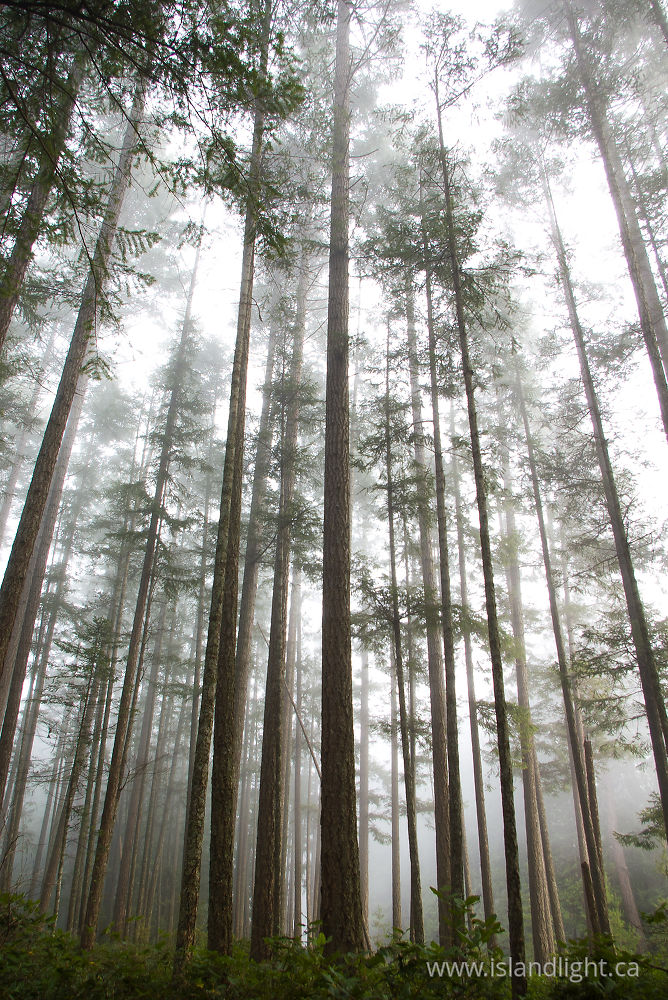 Landscape photo from  Cortes Island, BC Canada.