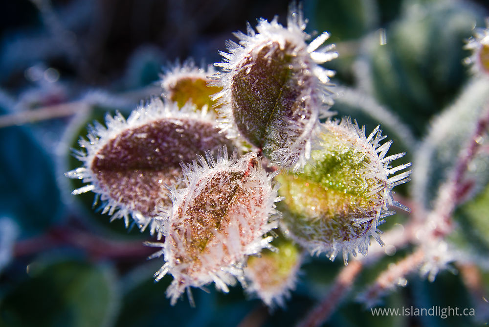Plant photo from  Cortes Island, BC Canada.