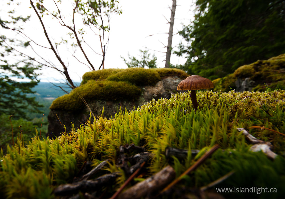 Plant  photo from Green Mountain Cortes Island, BC Canada.