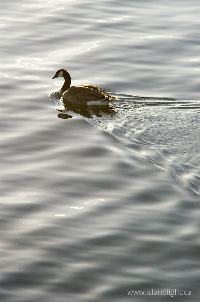 Bird photo from  Cortes Island, BC Canada.