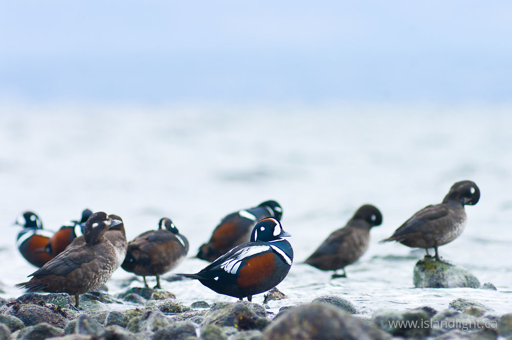 Bird  photo from Smelt Bay Cortes Island, BC Canada.