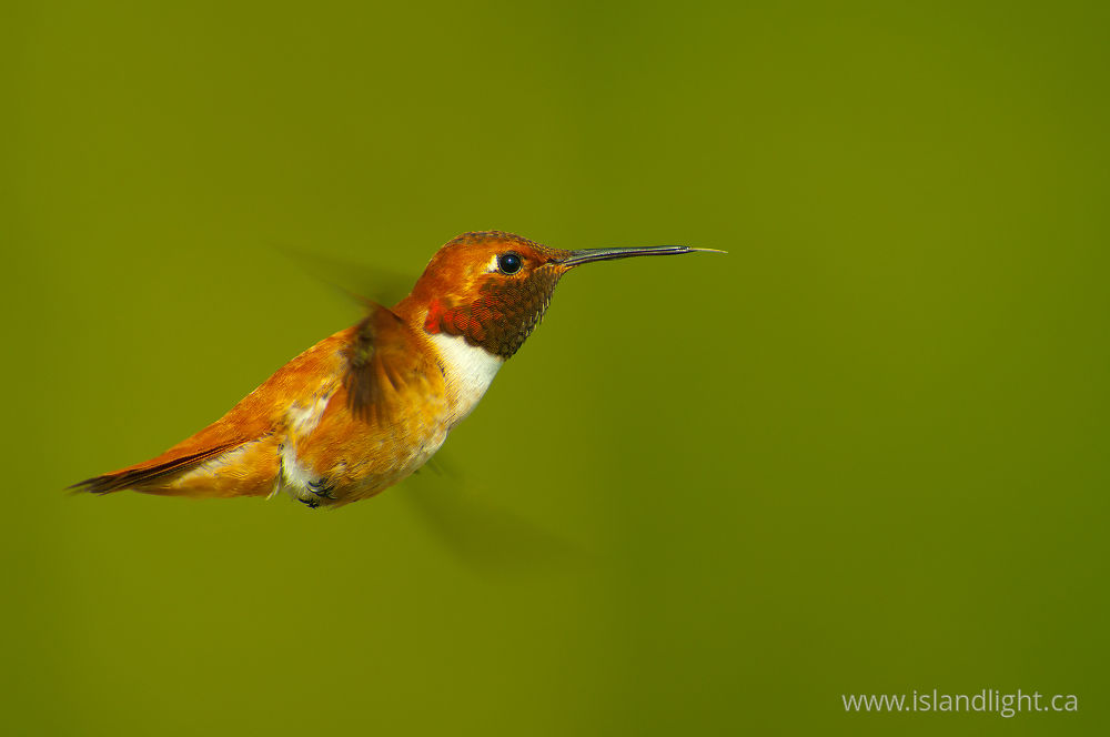 Bird  photo from  Cortes Island, BC Canada.