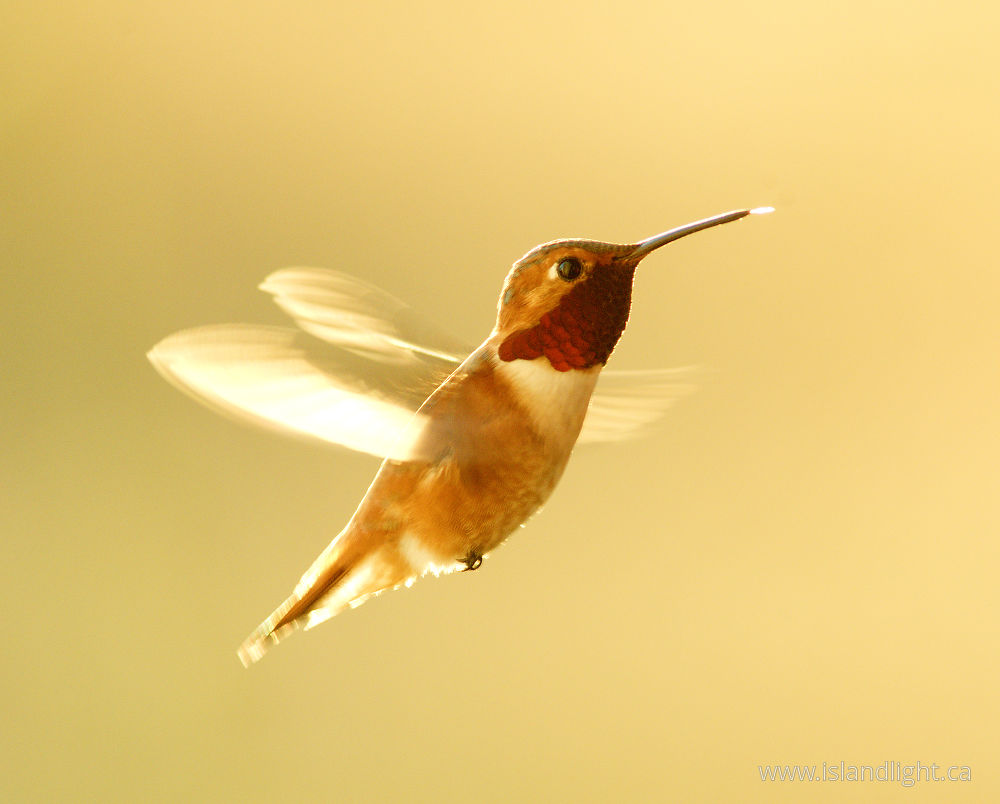 Bird photo from  Cortes Island, British Columbia Canada.