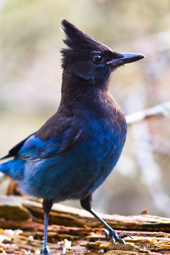 Bird photo from  Cortes Island, BC Canada.