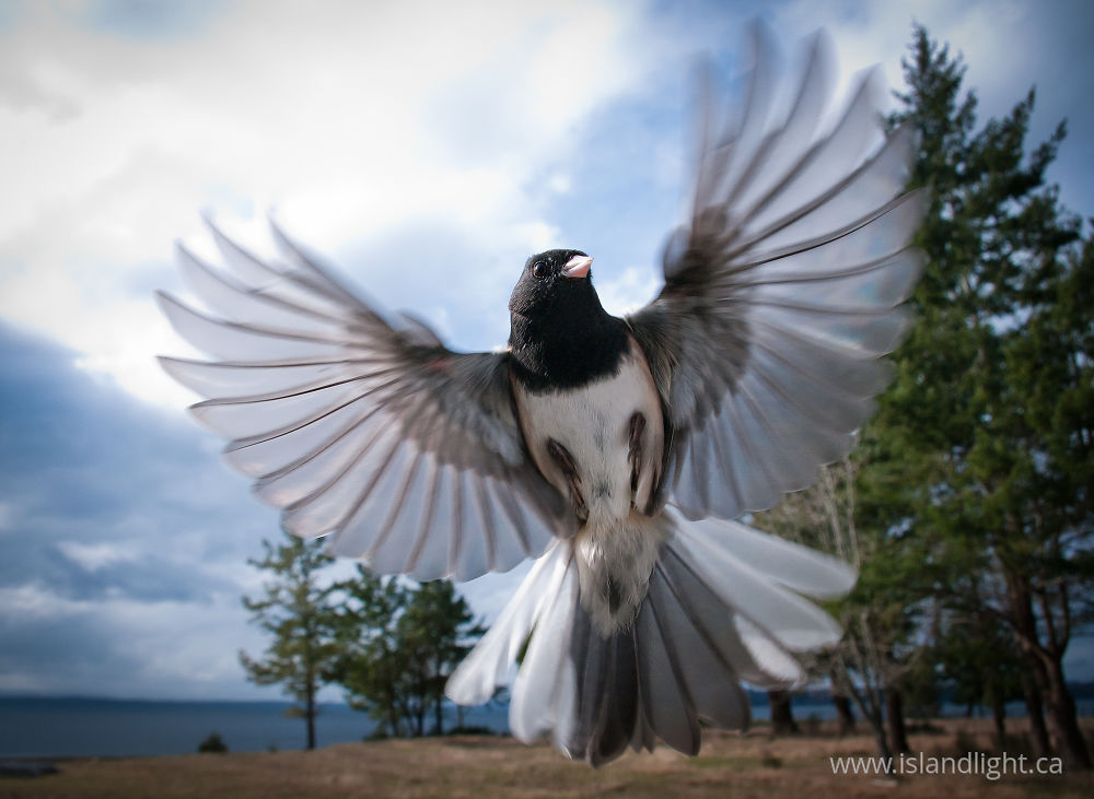 Bird  photo from  Cortes Island, BC Canada.