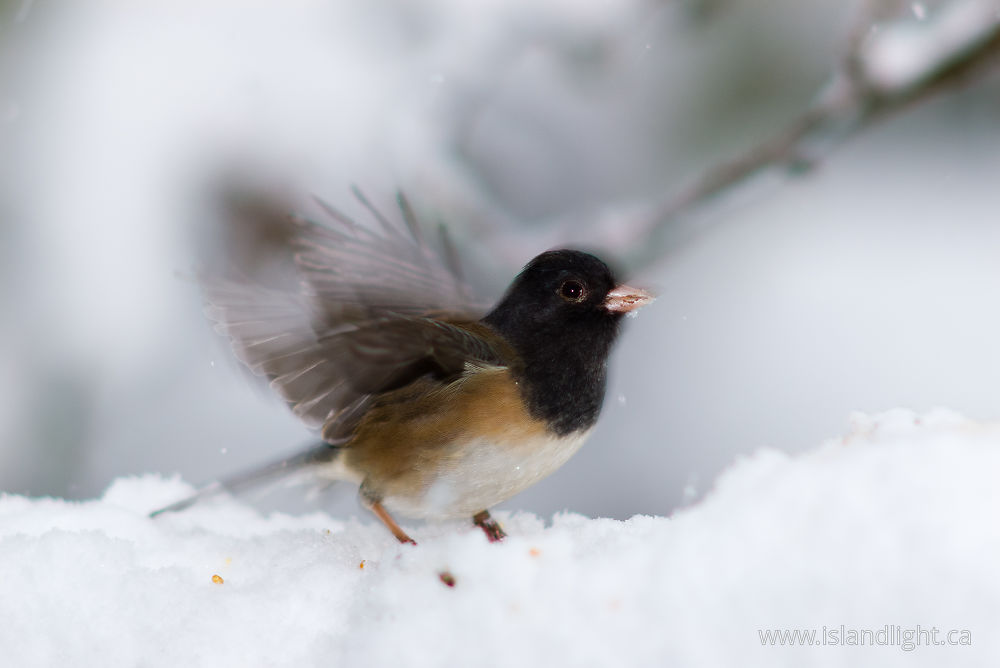Bird photo from  Cortes Island, BC Canada.