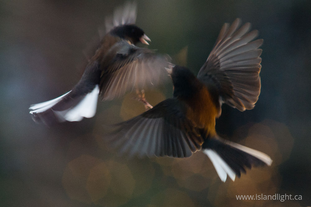 Bird  photo from  Cortes Island, BC Canada.
