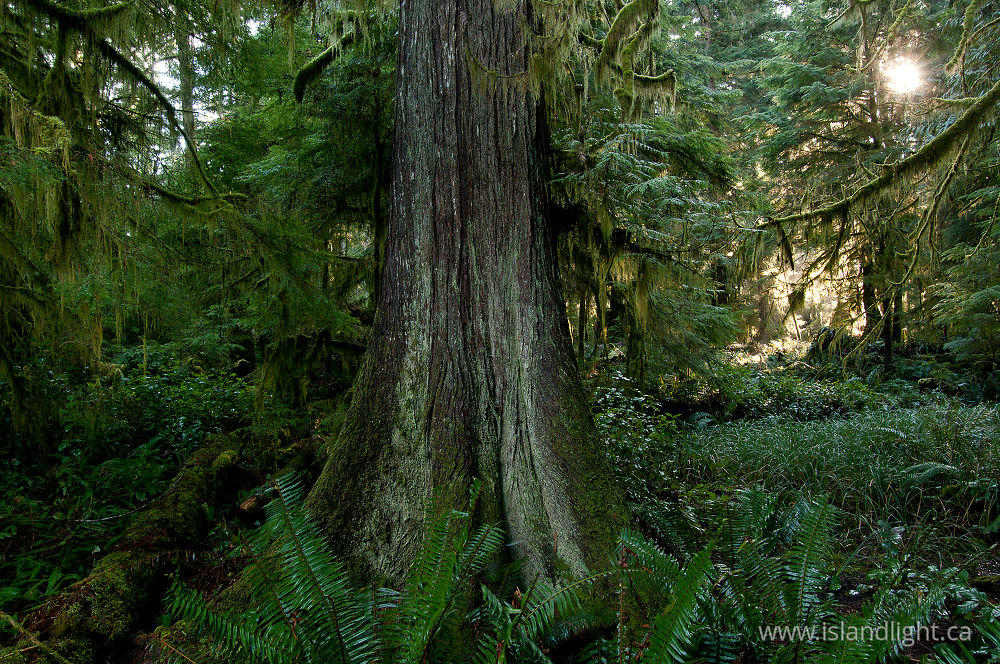 Landscape  photo from Basil Brook Cortes Island, BC Canada.