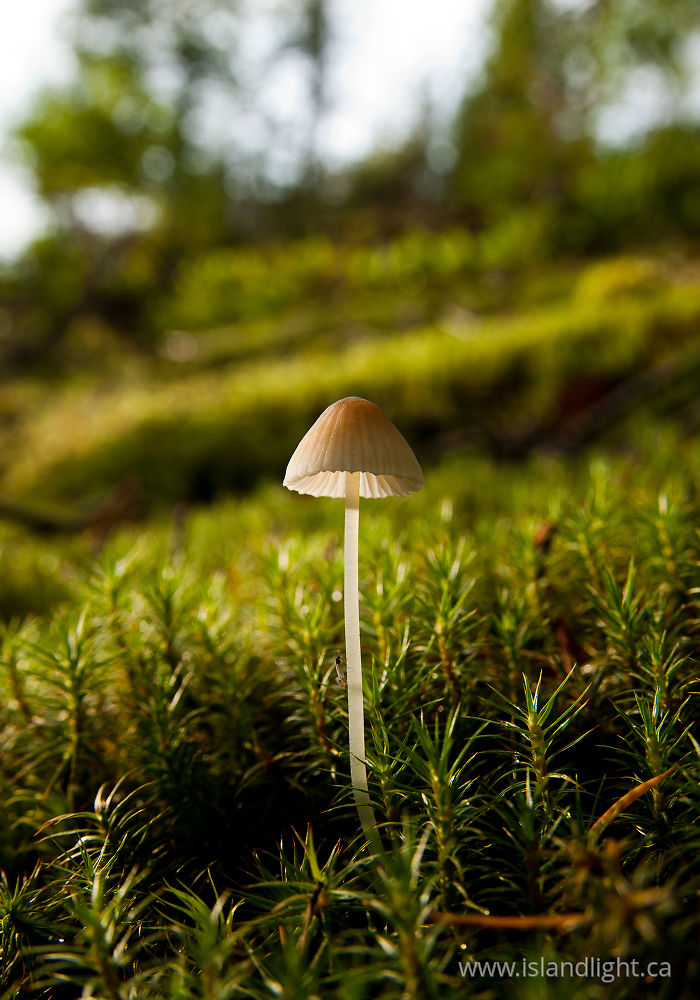 Plant  photo from  Cortes Island, BC Canada.