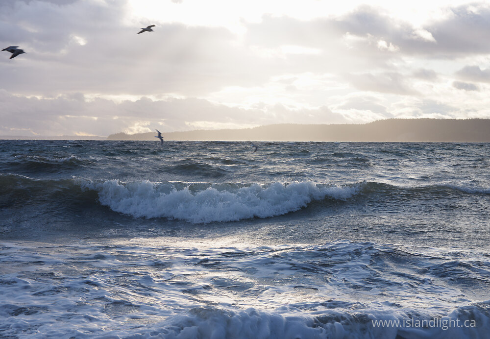 Other  photo from  Cortes Island, British Columbia Canada.