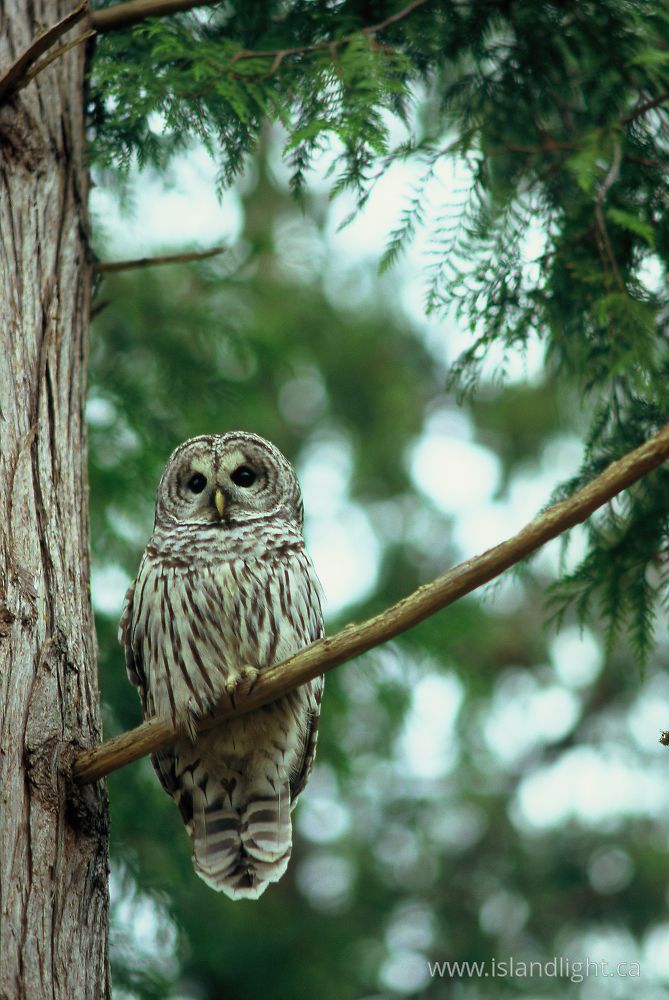 Bird photo from Smelt Bay Cortes Island, BC Canada.