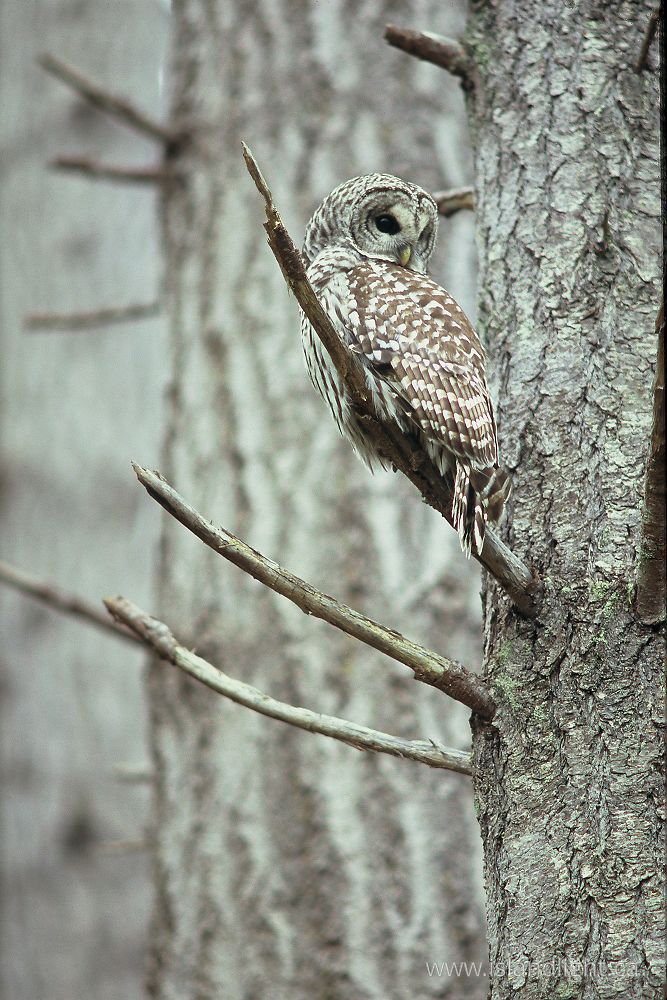 Bird photo from Smelt Bay Cortes Island, BC Canada.