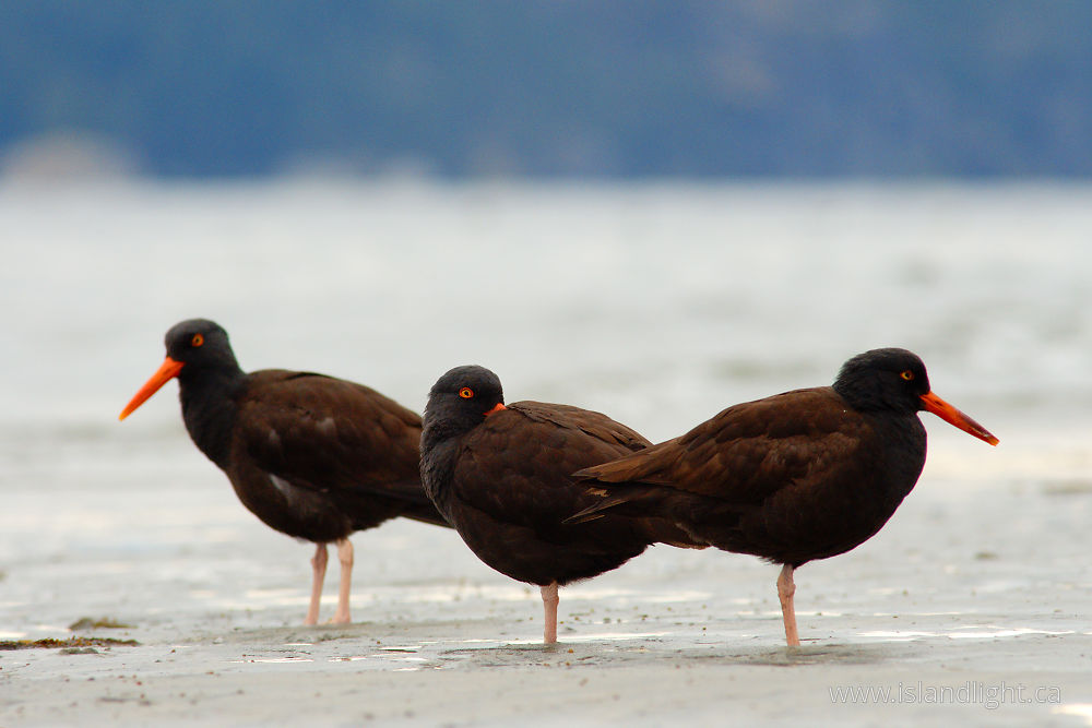 Bird  photo from Smelt Bay Cortes Island, British Columbia Canada.