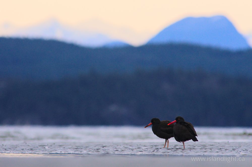 Bird  photo from  Cortes Island, British Columbia Canada.