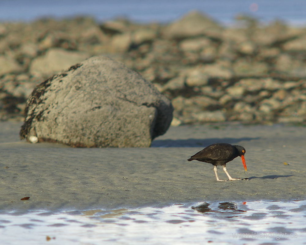 Bird photo from  Cortes Island, BC Canada.