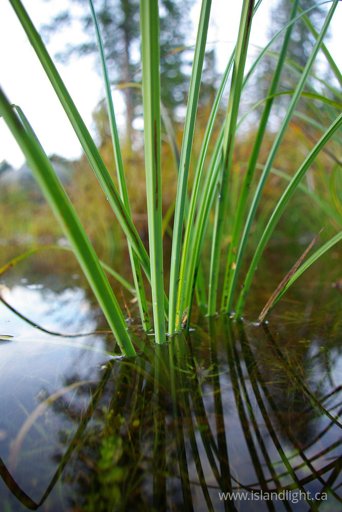 Plant photo from  Cortes Island, BC Canada.
