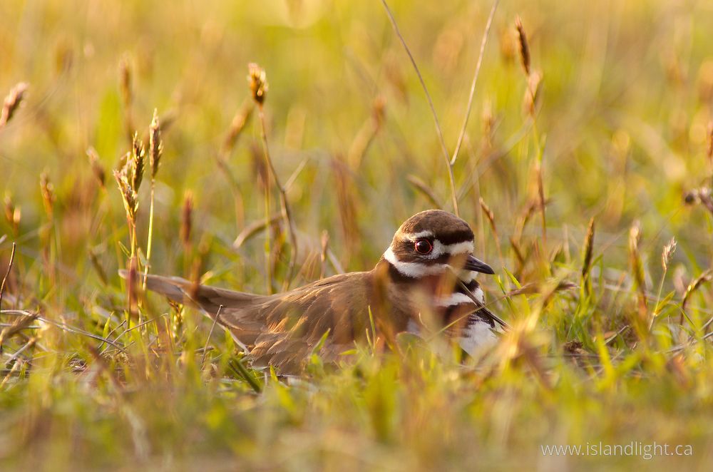 Bird photo from  Cortes Island, British Columbia Canada.