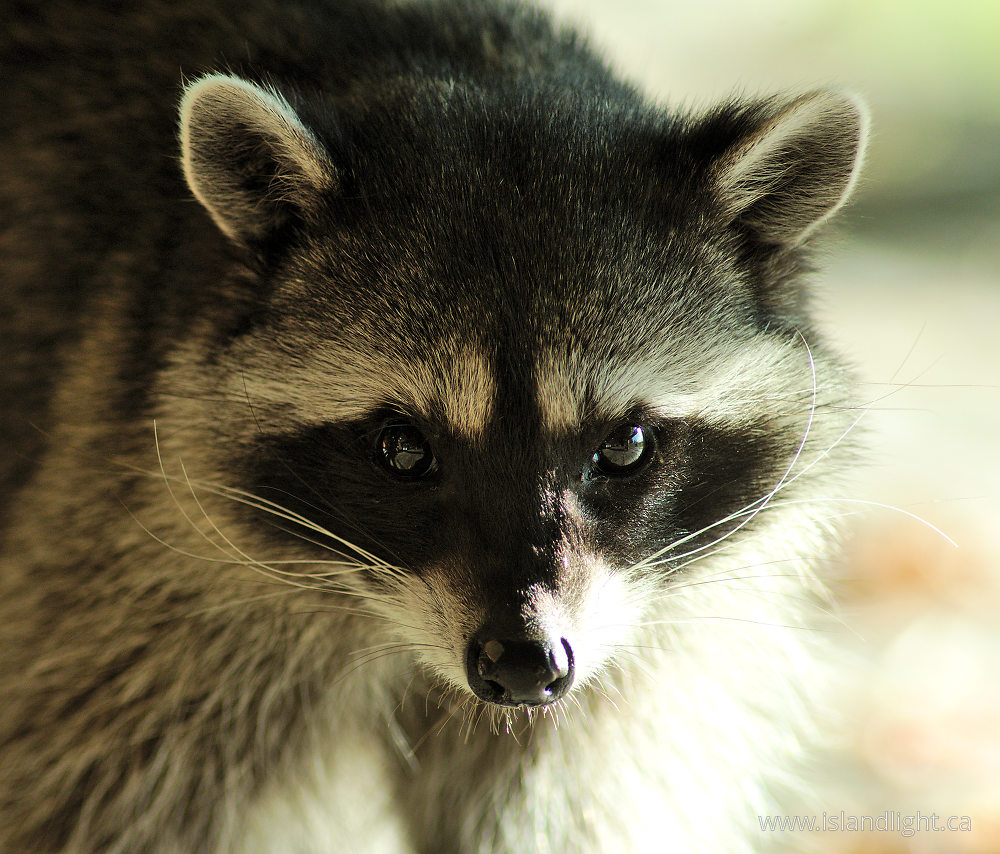 Mammal photo from  Cortes Island, British Columbia Canada.