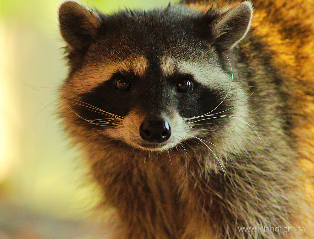 Mammal  photo from  Cortes Island, British Columbia Canada.