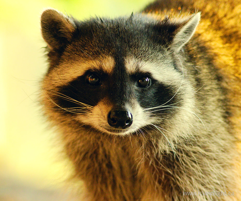 Mammal  photo from  Cortes Island, British Columbia Canada.