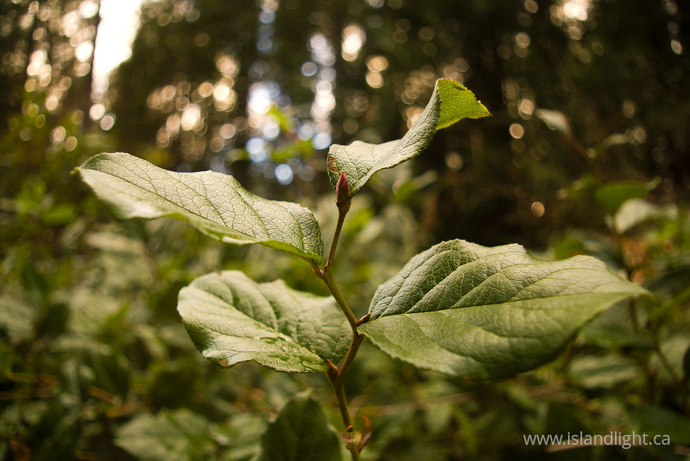 Plant photo from  Cortes Island, BC Canada.