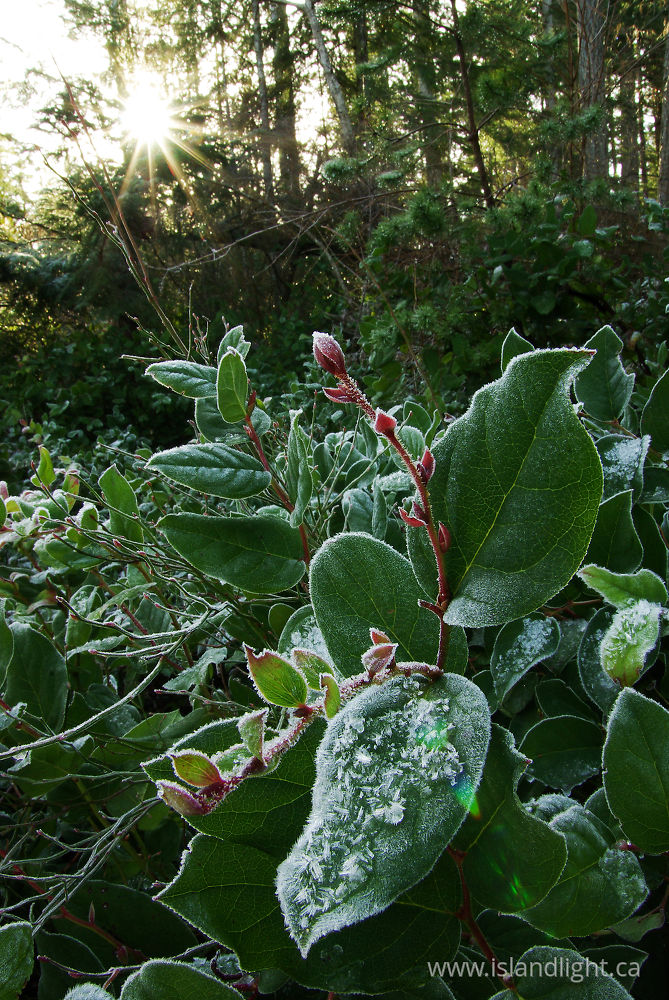 Plant photo from  Cortes Island, BC Canada.
