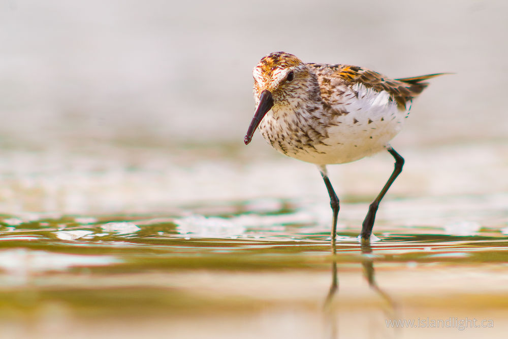 Bird photo from Smelt Bay Cortes Island, BC Canada.