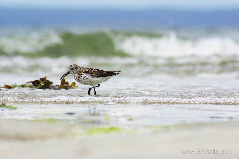 Bird photo from Smelt Bay Cortes Island, BC Canada.