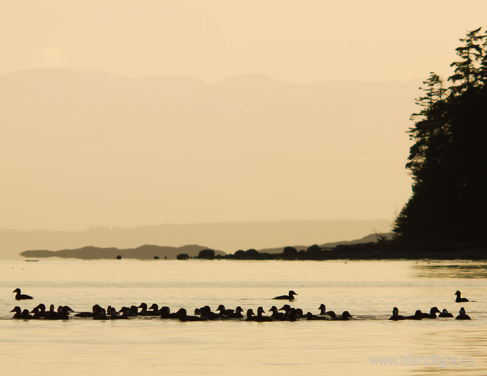 Bird photo from  Cortes Island, BC Canada.