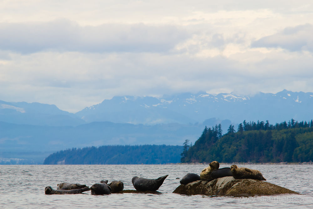 Mammal photo from Mansons Landing Cortes Island, BC Canada.