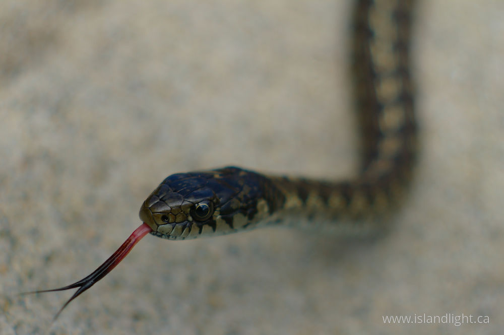 Reptile photo from  Cortes Island, BC Canada.