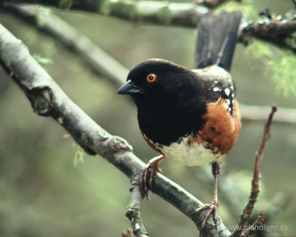 Bird photo from  Cortes Island, BC Canada.