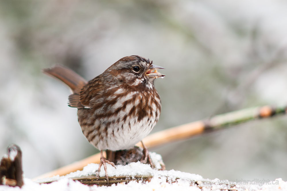 Bird photo from  Cortes Island, BC Canada.