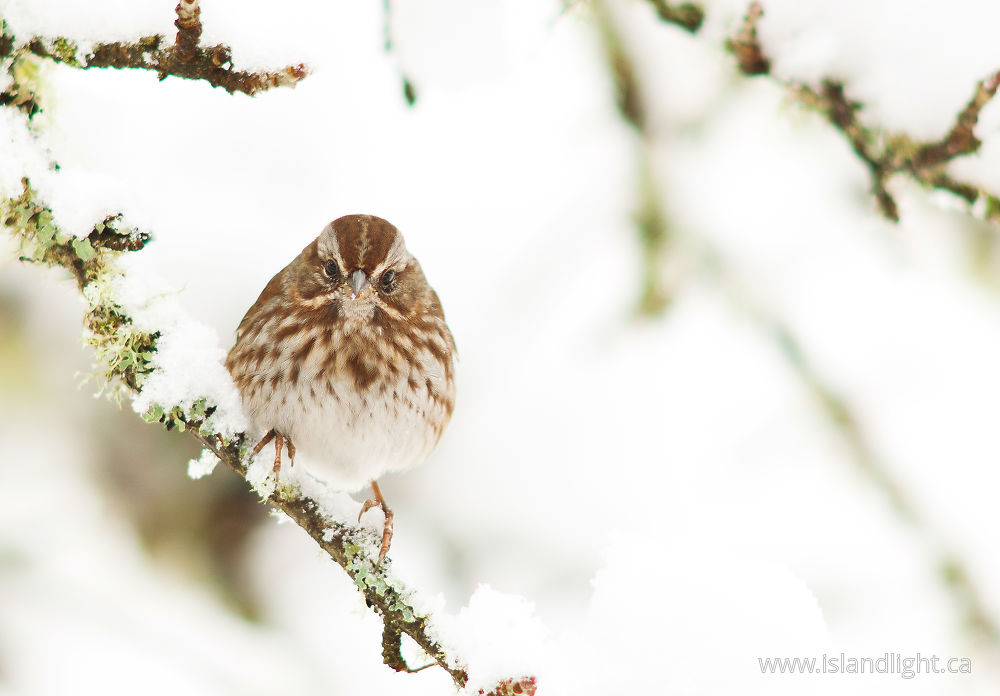 Bird photo from  Cortes Island, BC Canada.