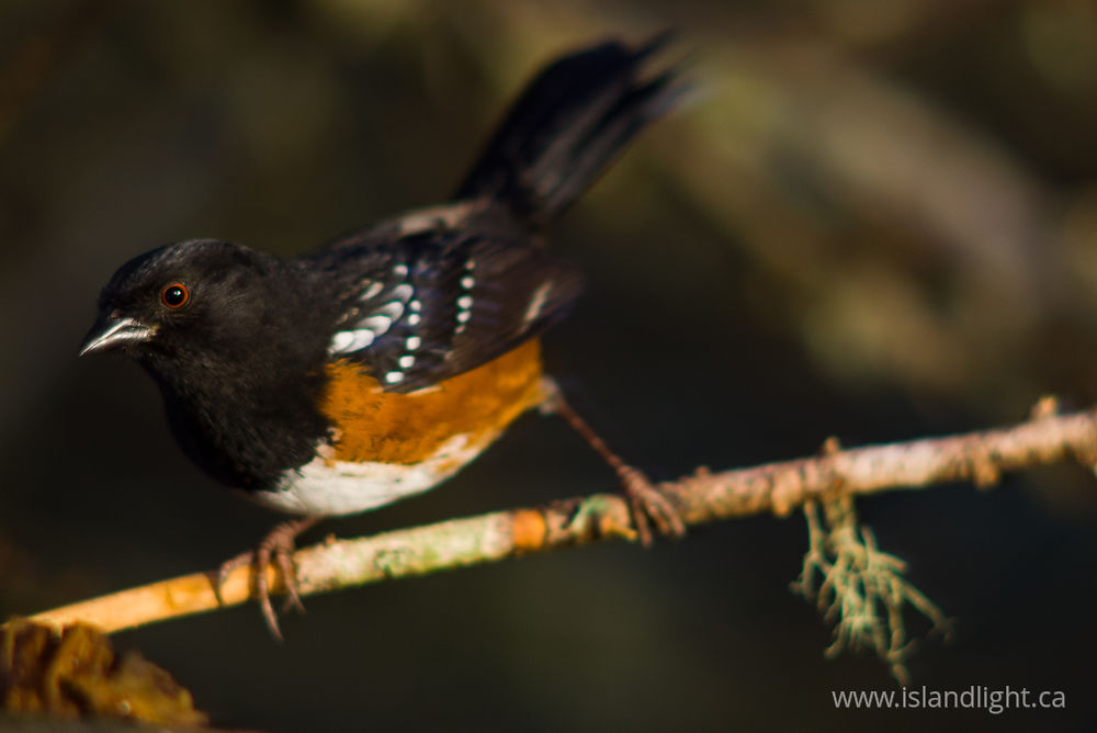 Bird photo from  Cortes Island, BC Canada.