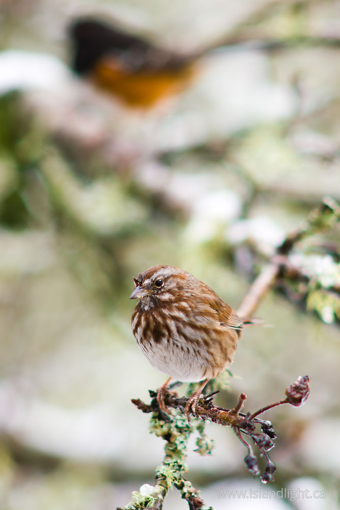 Bird photo from  Cortes Island, BC Canada.