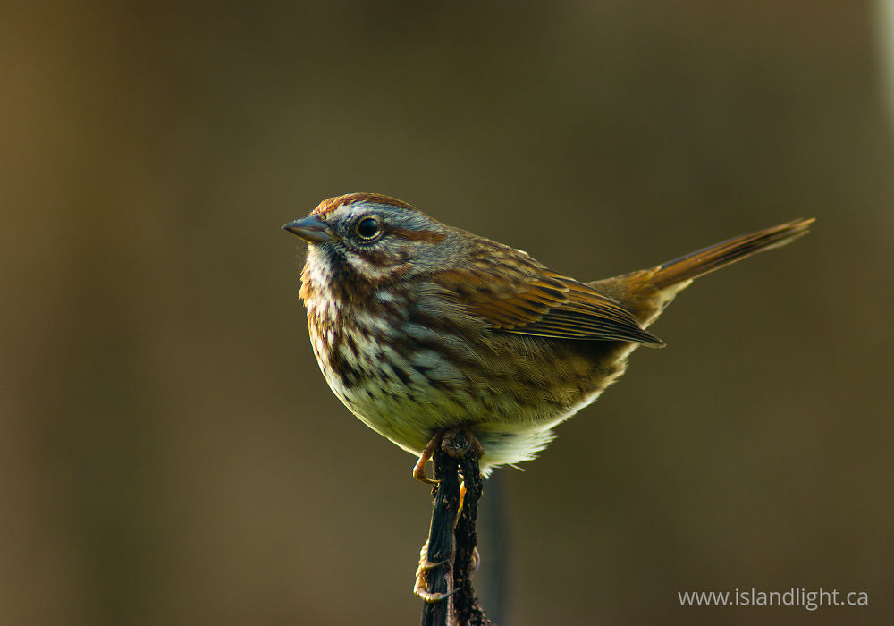 Bird  photo from  Cortes Island, BC Canada.