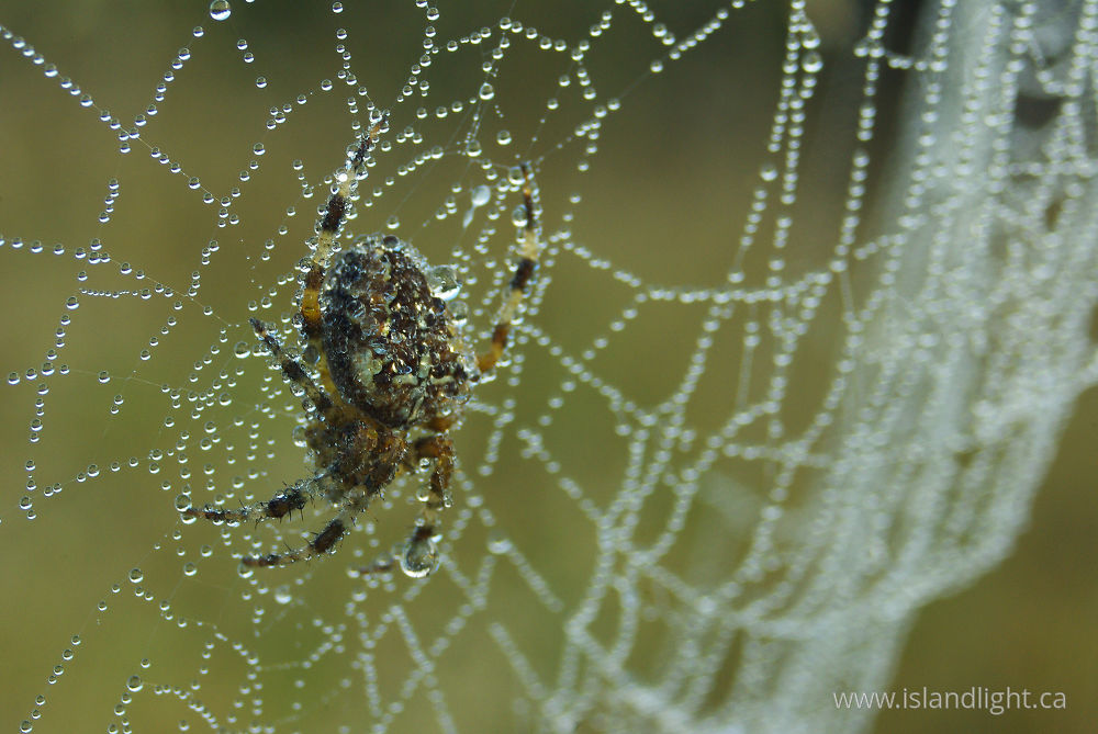 Insect photo from  Cortes Island, BC Canada.