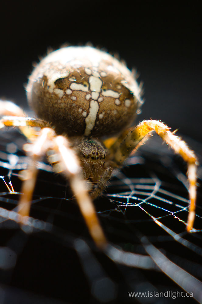Insect  photo from  Cortes Island, BC Canada.