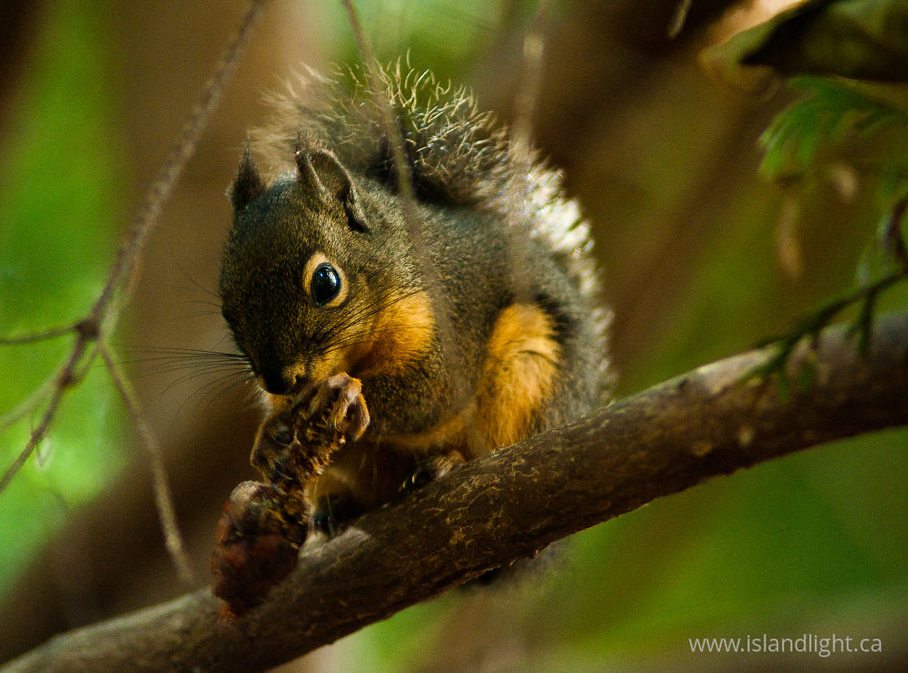 Mammal  photo from  Cortes Island, BC Canada.