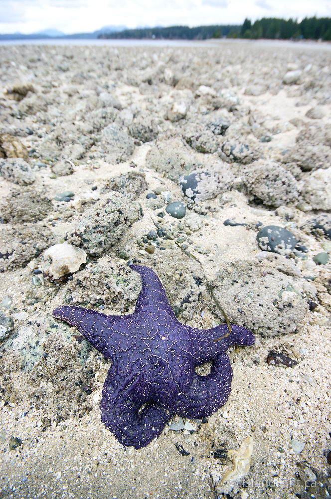 Other  photo from Smelt Bay Cortes Island, British Columbia Canada.