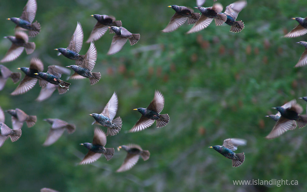 Bird  photo from  Cortes Island, BC Canada.