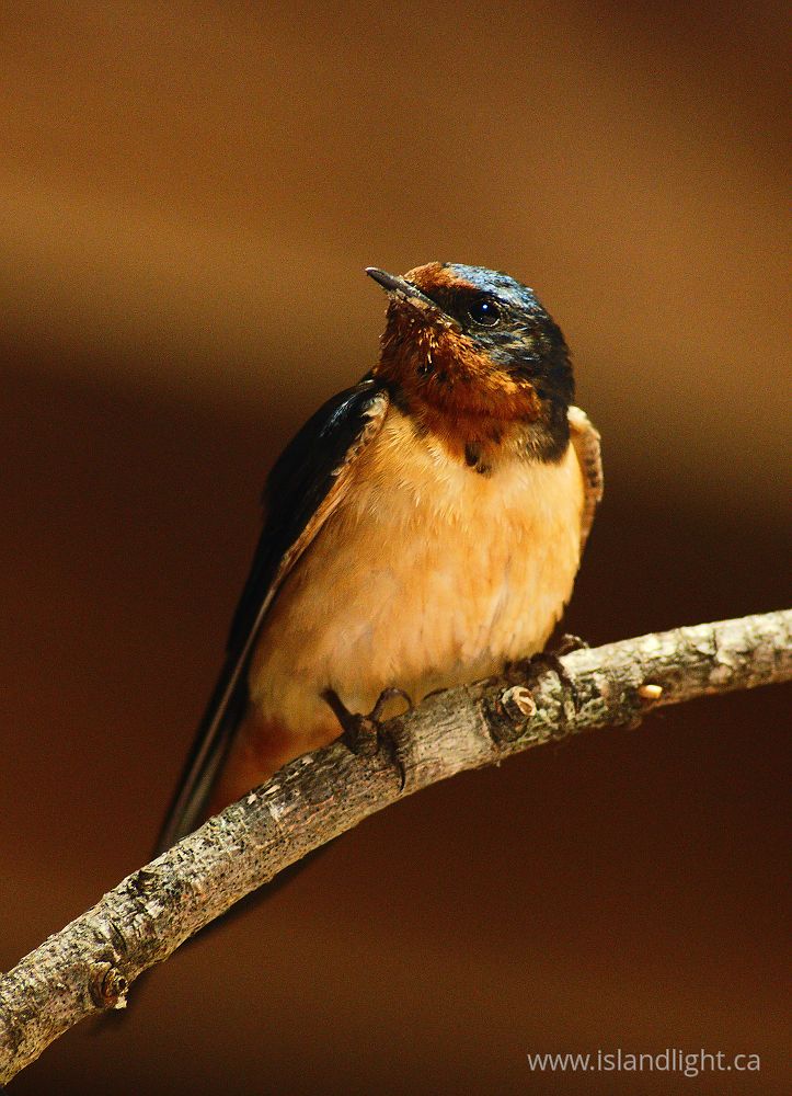 Bird photo from  Cortes Island, British Columbia Canada.