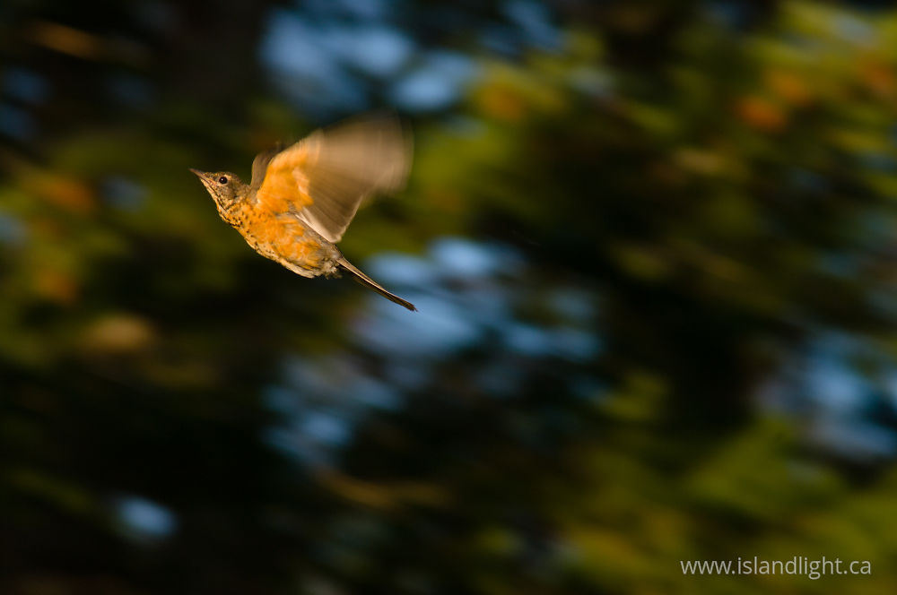 Bird  photo from  Cortes Island, BC Canada.
