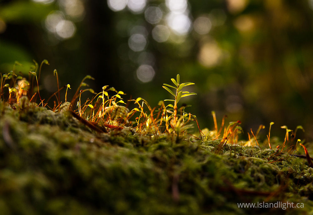 Plant  photo from  Cortes Island, BC Canada.